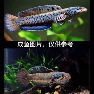 奶茶雷龍魚怎么配對：奶茶雷龍魚的配對方法