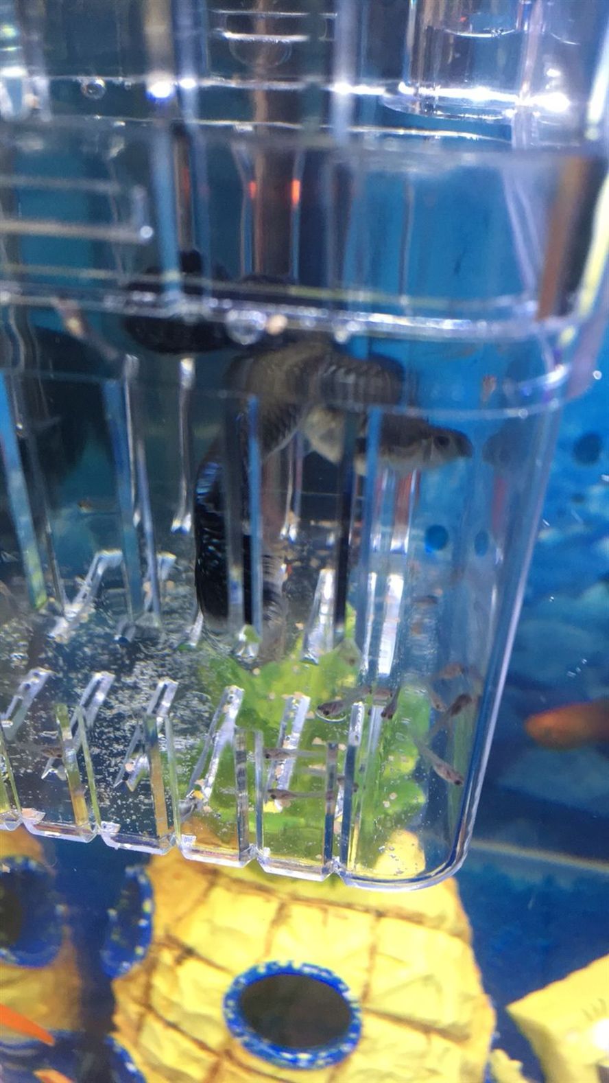 孔雀生了需要把已經(jīng)死亡的小魚(yú)撈出來(lái)嗎？