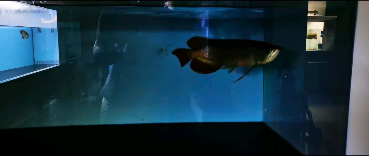 明明白白玩魚 明明白白玩魚 龍魚論壇