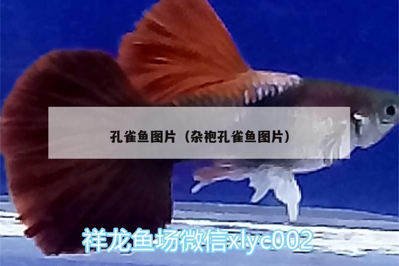 yee魚缸底濾濾材的擺放(魚缸濾材吧)