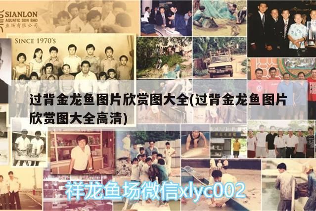 飼料 過背金龍魚圖片欣賞圖大全(過背金龍魚圖片欣賞圖大全高清) 金龍魚百科 過背金龍魚圖片欣賞圖大全(過背金龍魚圖片欣賞圖大全高清) 過背金龍魚圖片欣賞圖大全(過背金龍魚圖片欣賞圖大全高清) 金龍魚百科