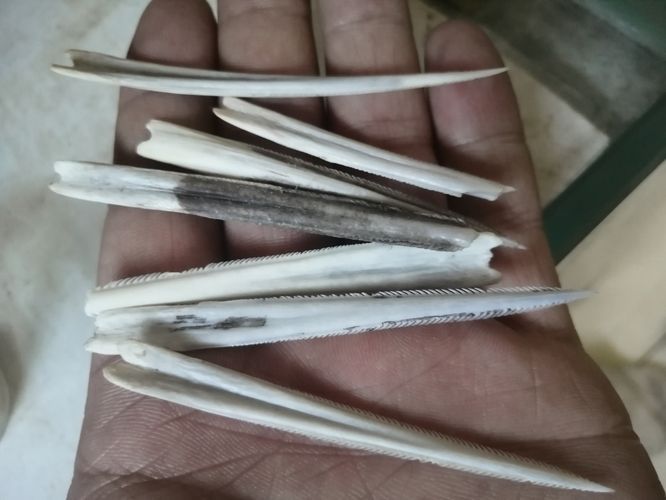 魟魚尾巴上長長的尖刺有毒嗎螞蟻：魟魚尾巴上的尖刺有毒嗎 魟魚尾巴上長長的尖刺有毒嗎螞蟻：魟魚尾巴上的尖刺有毒嗎 魟魚百科 第2張