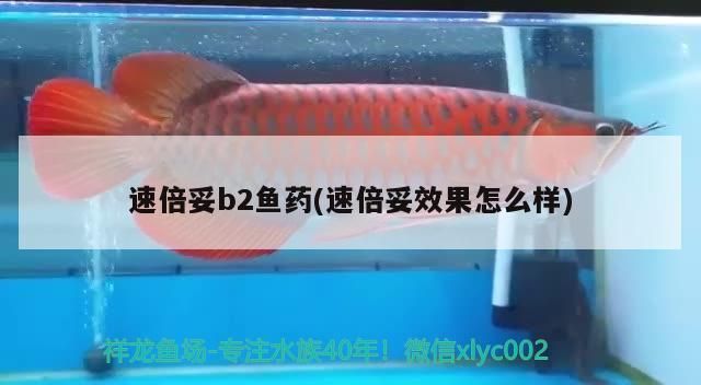 魚缸用增氧泵價格是多少:魚缸增氧機-xtrac增氧機-xtrac增氧機 速倍妥b2魚藥(速倍妥效果怎么樣) 速倍妥 速倍妥b2魚藥(速倍妥效果怎么樣) 速倍妥b2魚藥(速倍妥效果怎么樣) 速倍妥