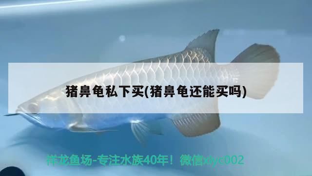 豬鼻龜私下買(豬鼻龜還能買嗎)