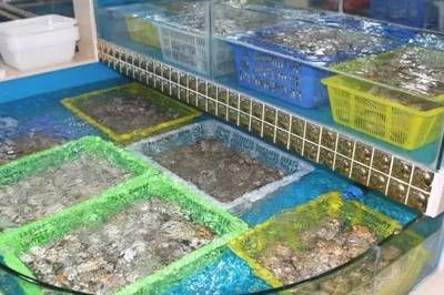 水族館去哪里拿貨好（邯鄲觀賞魚市場進貨攻略邯鄲觀賞魚市場進貨攻略） 水族館去哪里拿貨好（邯鄲觀賞魚市場進貨攻略邯鄲觀賞魚市場進貨攻略） 水族館百科（水族館加盟） 第1張