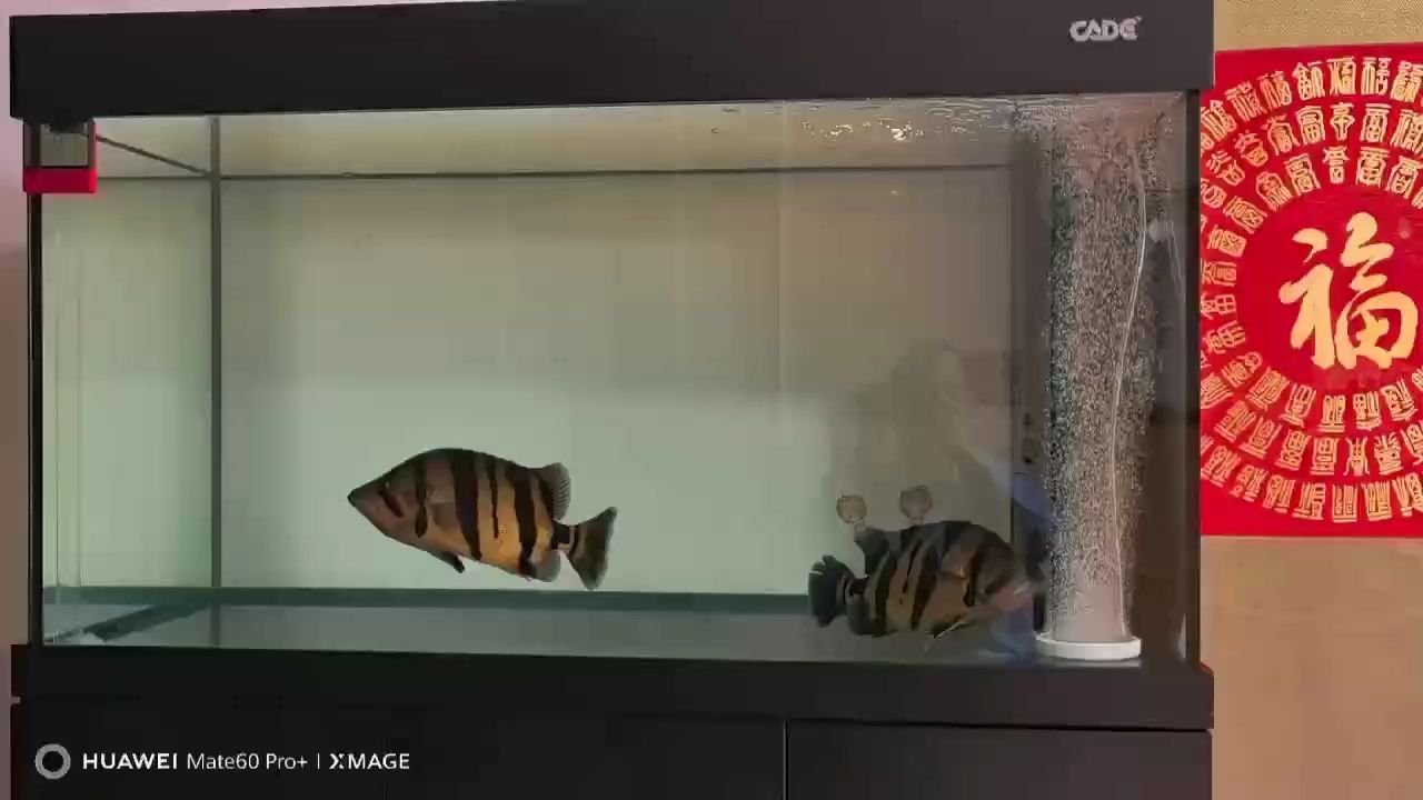 泰