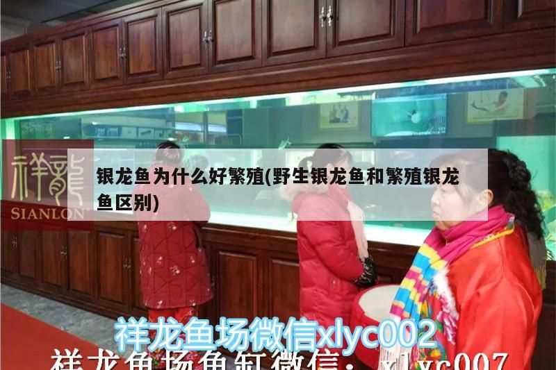 銀龍魚(yú)為什么好繁殖(野生銀龍魚(yú)和繁殖銀龍魚(yú)區(qū)別)
