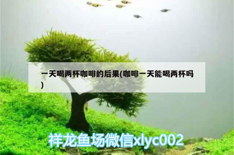 一天喝兩杯咖啡的后果(咖啡一天能喝兩杯嗎) 一天喝兩杯咖啡的后果(咖啡一天能喝兩杯嗎) 馬來西亞咖啡