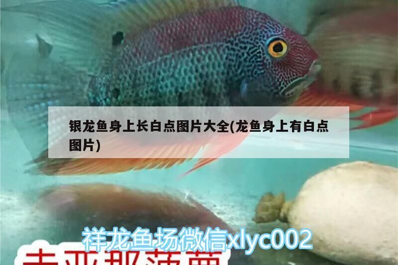 魚缸 銀龍魚身上長(zhǎng)白點(diǎn)圖片大全(龍魚身上有白點(diǎn)圖片) 銀龍魚百科 銀龍魚身上長(zhǎng)白點(diǎn)圖片大全(龍魚身上有白點(diǎn)圖片) 銀龍魚身上長(zhǎng)白點(diǎn)圖片大全(龍魚身上有白點(diǎn)圖片) 銀龍魚百科