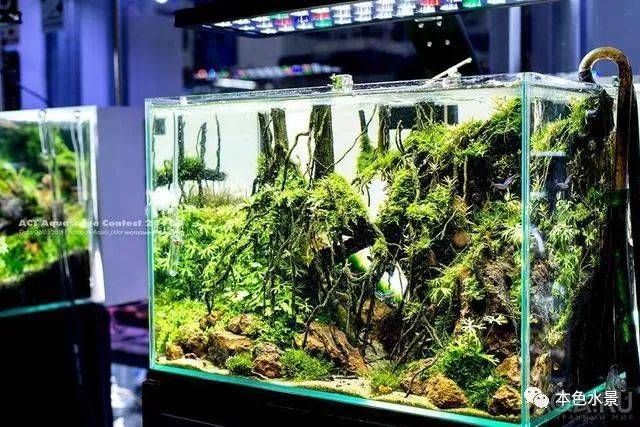 30魚缸造景水草：30厘米魚缸造景水草的養(yǎng)殖技巧，適合新手養(yǎng)護(hù)魚缸造景的水草