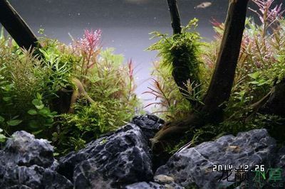 30魚缸造景水草：30厘米魚缸造景水草的養(yǎng)殖技巧，適合新手養(yǎng)護(hù)魚缸造景的水草