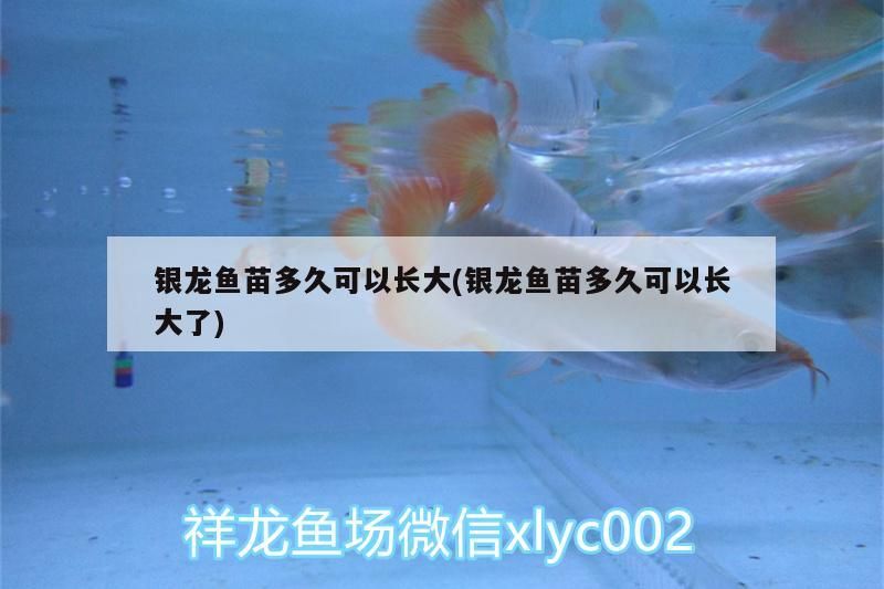 銀龍魚苗多久可以長大(銀龍魚苗多久可以長大了) 銀龍魚苗多久可以長大(銀龍魚苗多久可以長大了) 銀龍魚百科