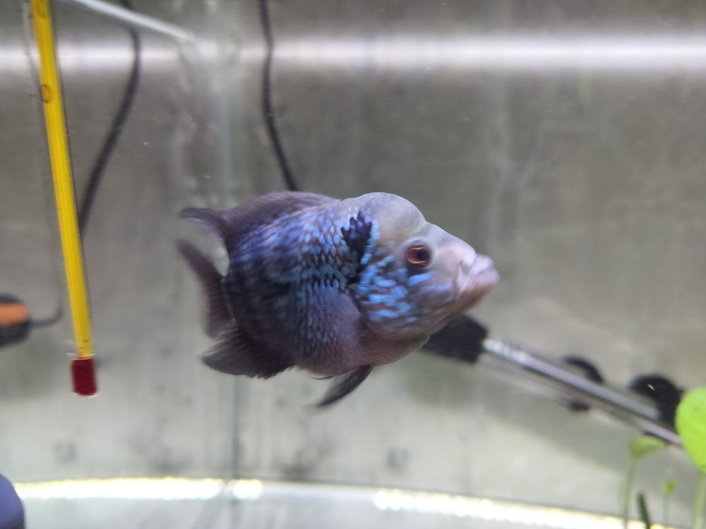 就是喜歡它 就是喜歡它 龍魚論壇