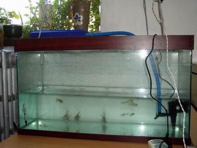 80的魚缸養銀龍:80的魚缸養銀龍魚需要多大的魚缸能養銀龍嗎 魚缸百科 第1張 80的魚缸養銀龍:80的魚缸養銀龍魚需要多大的魚缸能養銀龍嗎 80的魚缸養銀龍:80的魚缸養銀龍魚需要多大的魚缸能養銀龍嗎 魚缸百科 第1張