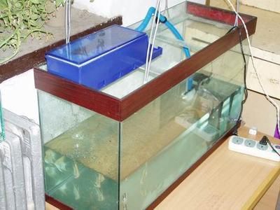 80的魚缸養銀龍:80的魚缸養銀龍魚需要多大的魚缸能養銀龍嗎 魚缸百科 第4張 80的魚缸養銀龍:80的魚缸養銀龍魚需要多大的魚缸能養銀龍嗎 80的魚缸養銀龍:80的魚缸養銀龍魚需要多大的魚缸能養銀龍嗎 魚缸百科 第4張