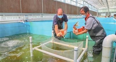 龍魚多久檢疫驅(qū)蟲一次vs祥龍魚場:祥龍魚場龍魚檢疫驅(qū)蟲的時(shí)間間隔 vs祥龍魚場 第3張 龍魚多久檢疫驅(qū)蟲一次vs祥龍魚場:祥龍魚場龍魚檢疫驅(qū)蟲的時(shí)間間隔 龍魚多久檢疫驅(qū)蟲一次vs祥龍魚場:祥龍魚場龍魚檢疫驅(qū)蟲的時(shí)間間隔 vs祥龍魚場 第3張