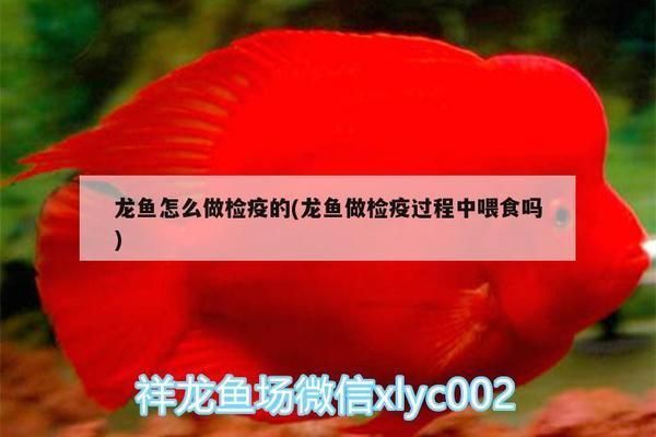 龍魚多久檢疫驅(qū)蟲一次vs祥龍魚場:祥龍魚場龍魚檢疫驅(qū)蟲的時(shí)間間隔 vs祥龍魚場 第4張 龍魚多久檢疫驅(qū)蟲一次vs祥龍魚場:祥龍魚場龍魚檢疫驅(qū)蟲的時(shí)間間隔 龍魚多久檢疫驅(qū)蟲一次vs祥龍魚場:祥龍魚場龍魚檢疫驅(qū)蟲的時(shí)間間隔 vs祥龍魚場 第4張