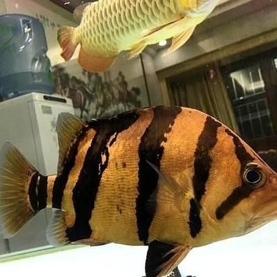 印尼虎魚怎么分辨公母視頻：印尼虎魚怎么分辨公母