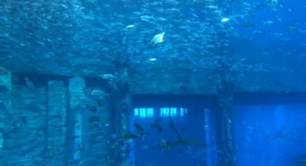 水族館是什么樣子：上海海洋水族館