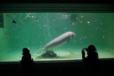 水族館是什么樣子：上海海洋水族館