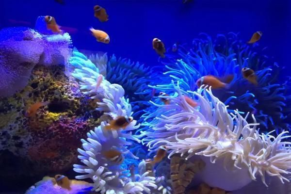 水族館門票多少錢65歲以上（65歲以上老年人參觀水族館的門票價格）