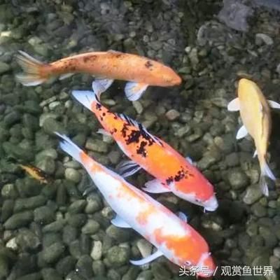 金龍魚蒙眼病治療方法：如何治療金龍魚蒙眼病