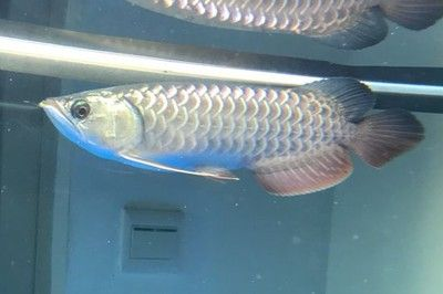 如何平衡金龍魚中的ω-6和ω-3脂肪酸，ω-6和ω-6和ω-3脂肪酸的判斷