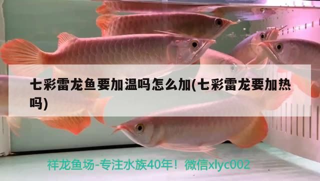如何平衡金龍魚中的ω-6和ω-3脂肪酸，ω-6和ω-6和ω-3脂肪酸的判斷