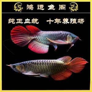 60的魚缸用什么過濾器才能把魚糞吸出：60公分的魚缸過濾器選擇合適的魚缸過濾器工作原理