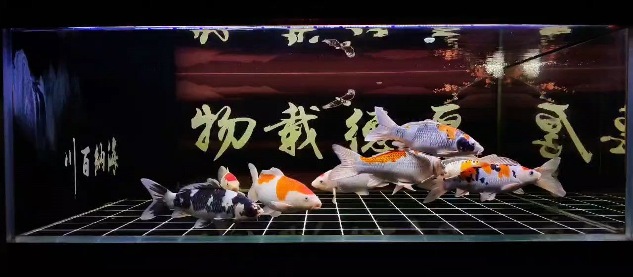 在夜深人靜的時候，記錄一下。 在夜深人靜的時候，記錄一下。 龍魚論壇