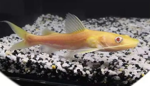 如何挑選健康黃金貓魚（如何挑選健康的黃金貓魚）
