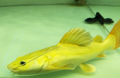 如何挑選健康黃金貓魚（如何挑選健康的黃金貓魚）