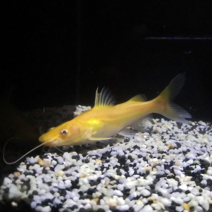 如何挑選健康黃金貓魚（如何挑選健康的黃金貓魚）