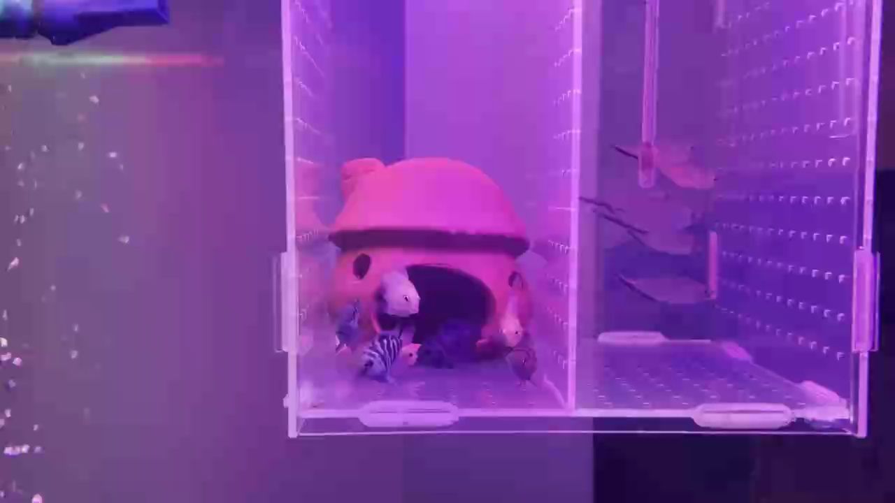 魚缸用增氧泵價格是多少:魚缸增氧機-xtrac增氧機-xtrac增氧機 打架還是打啵? 龍魚論壇 打架還是打啵? 打架還是打啵? 龍魚論壇