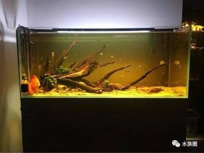 80的魚缸能養多大的魚：80厘米的魚缸可以養活多種不同種類和大小的魚