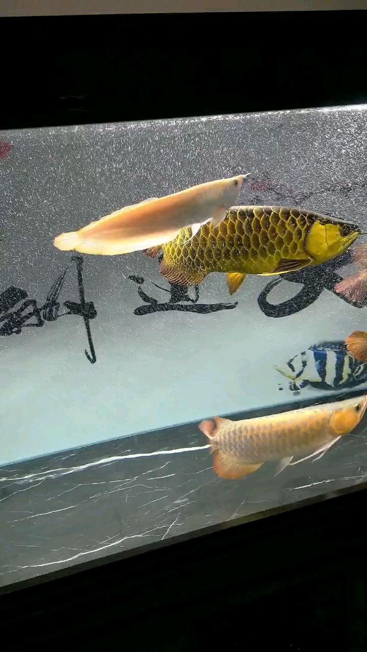 魚缸用增氧泵價格是多少:魚缸增氧機-xtrac增氧機-xtrac增氧機 馬印夜燈效果不錯 龍魚論壇 馬印夜燈效果不錯 馬印夜燈效果不錯 龍魚論壇