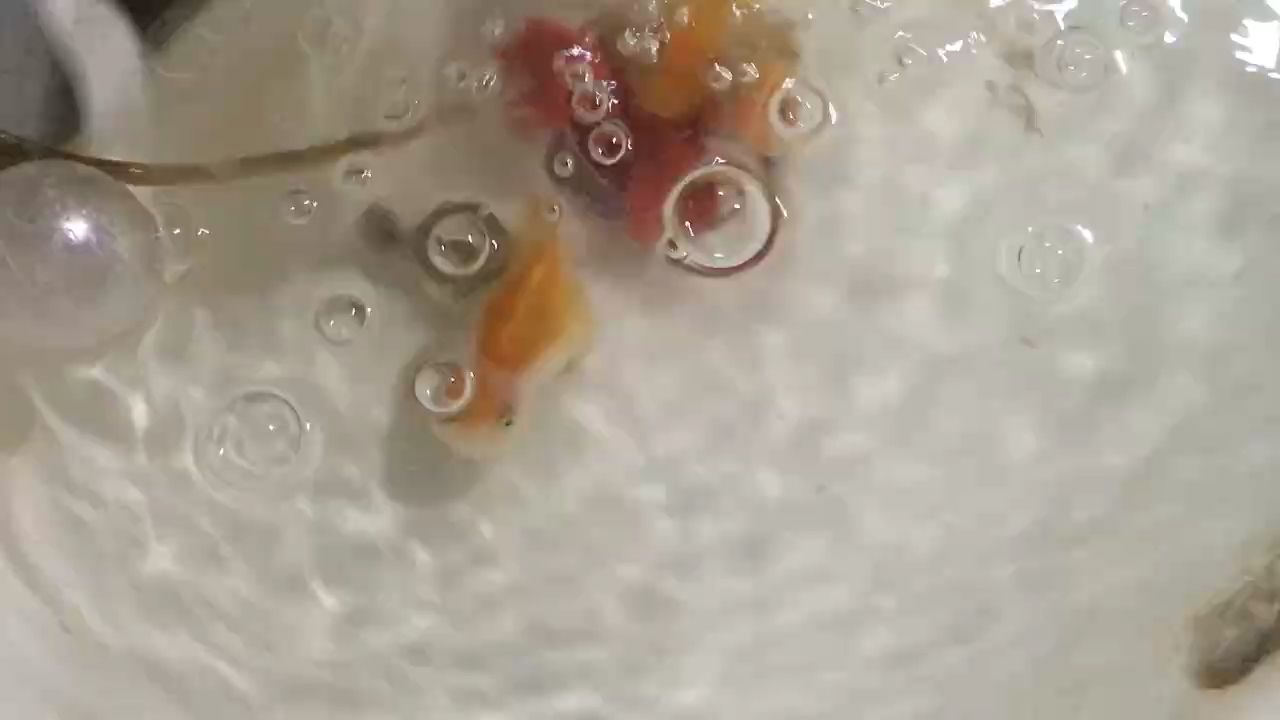 印尼虎魚多少溫度飼養(yǎng)最好:印尼虎魚多少溫度飼養(yǎng)最好印尼虎魚多少溫度飼養(yǎng)最好 小魚好玩 龍魚論壇 小魚好玩 小魚好玩 龍魚論壇