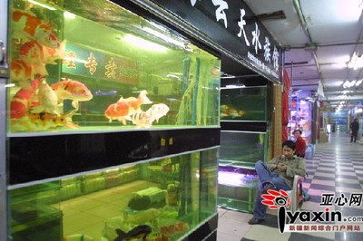 觀賞魚店鋪裝修風格（店鋪裝修風格的選擇） 觀賞魚店鋪裝修風格（店鋪裝修風格的選擇） 伊罕水族 第1張