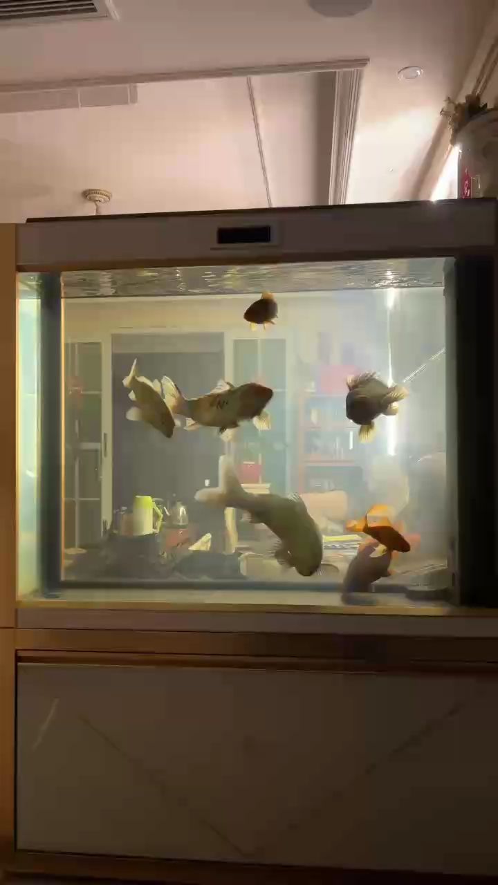 養(yǎng)魚雜談