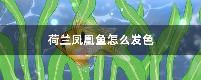 荷蘭鳳凰魚怎么發(fā)色 荷蘭鳳凰魚怎么發(fā)色 九鼎魚缸 第1張