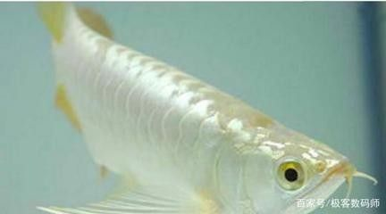 龍魚多少錢一條20萬元 龍魚多少錢一條20萬元 龍魚百科 第1張