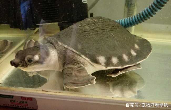 豬鼻龜好看嗎：豬鼻龜好養活嗎怎么養豬鼻龜好看圖片(怎么養 豬鼻龜好看嗎：豬鼻龜好養活嗎怎么養豬鼻龜好看圖片(怎么養 豬鼻龜百科 第2張