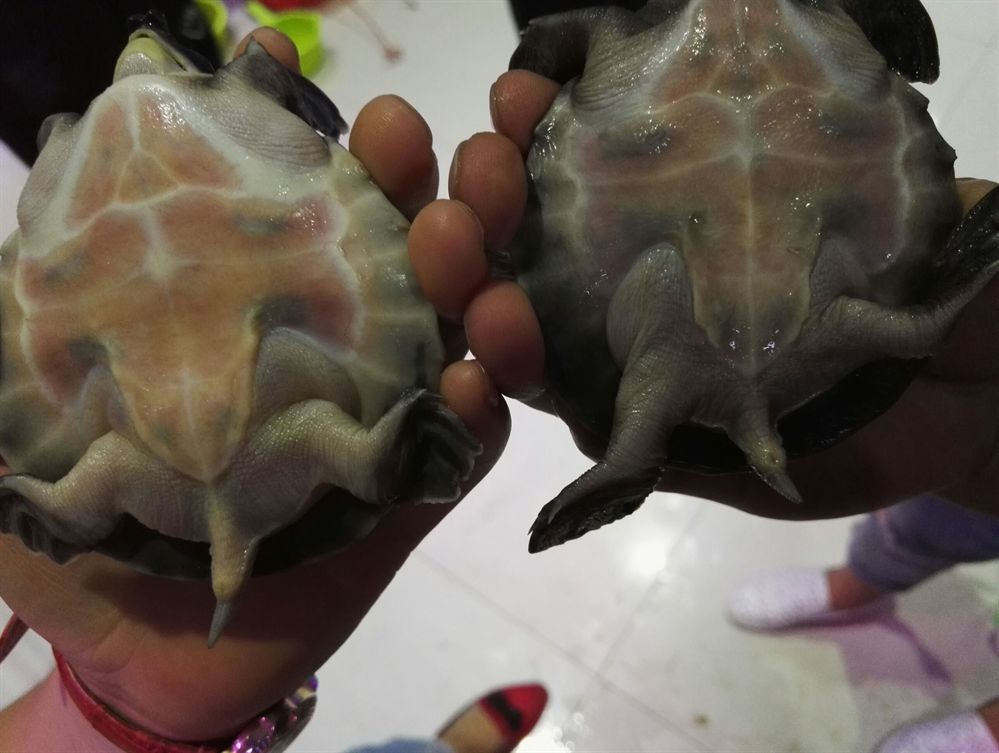 豬鼻龜公母圖片對比：如何區分豬鼻龜的公母 豬鼻龜公母圖片對比：如何區分豬鼻龜的公母 豬鼻龜百科 第4張
