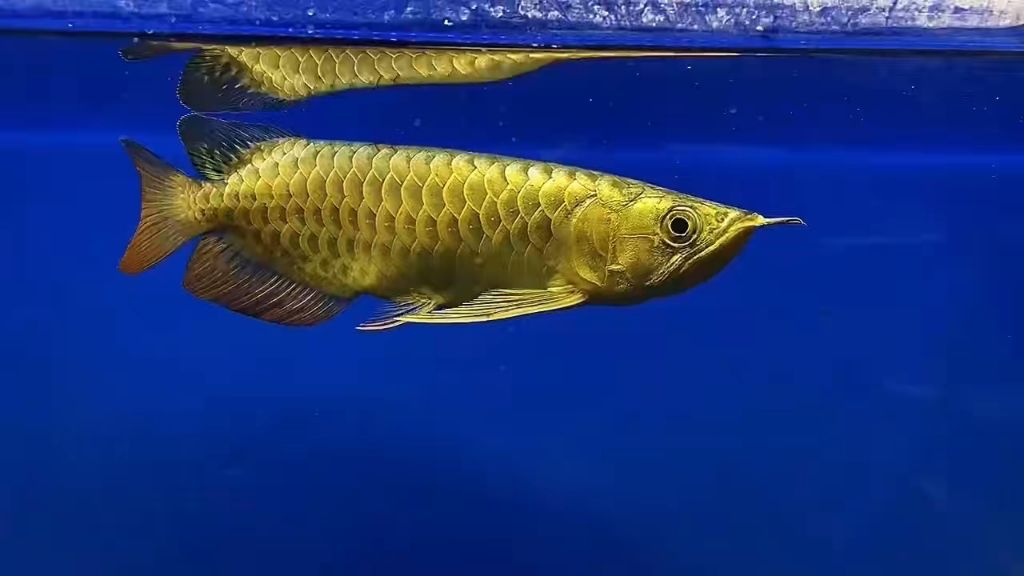 金頭過背金龍魚晝夜節律設定：如何判斷金頭過背金龍魚的晝夜節律研究