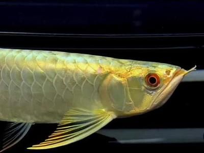 金頭過背金龍魚晝夜節律設定：如何判斷金頭過背金龍魚的晝夜節律研究