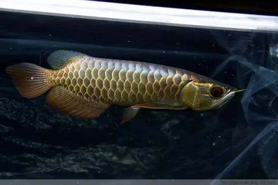 過背金龍魚成長過程描寫：過背金龍魚幼魚飼養技巧 過背金龍魚成長過程描寫：過背金龍魚幼魚飼養技巧 金龍魚百科 第5張