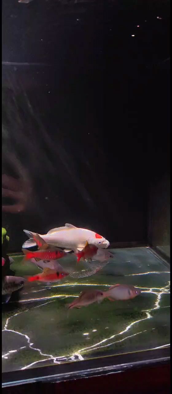 無聊 無聊 龍魚論壇