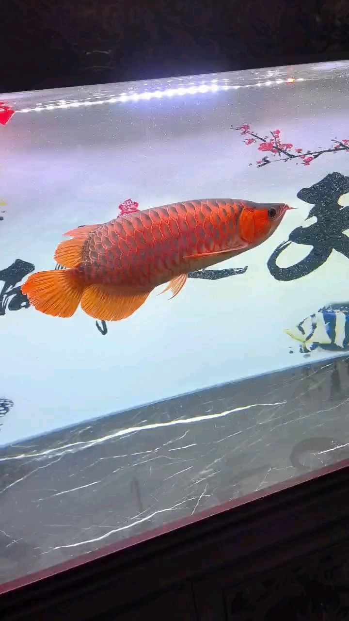 一金一紅繼續(xù)下缸