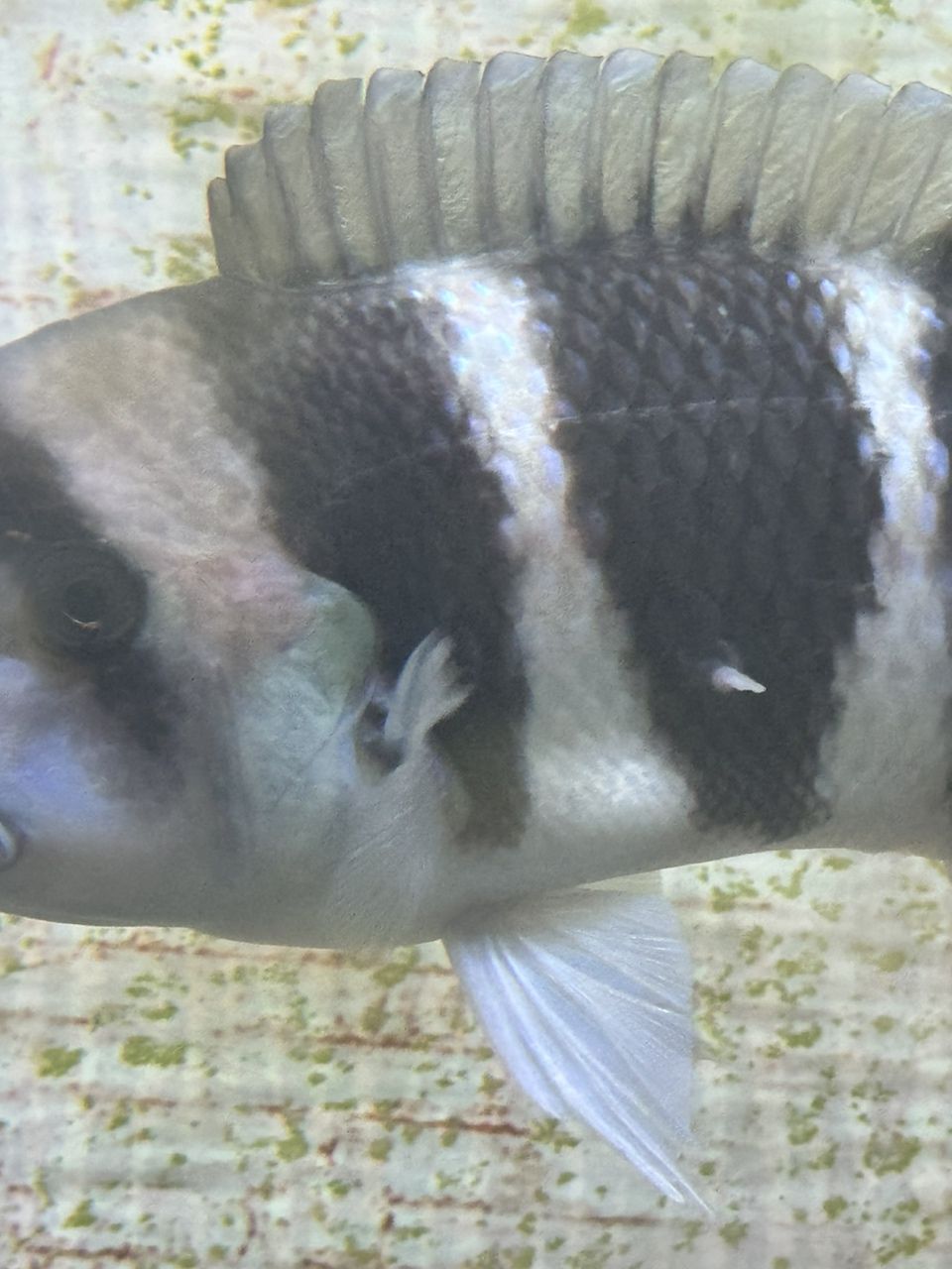 魚鱗長了個肉瘤求助。 魚鱗長了個肉瘤求助。 龍魚論壇 第2張
