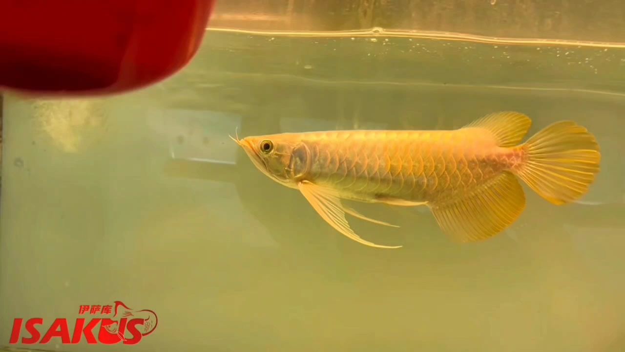 定格+長視頻，好的龍魚就是一種藝術。